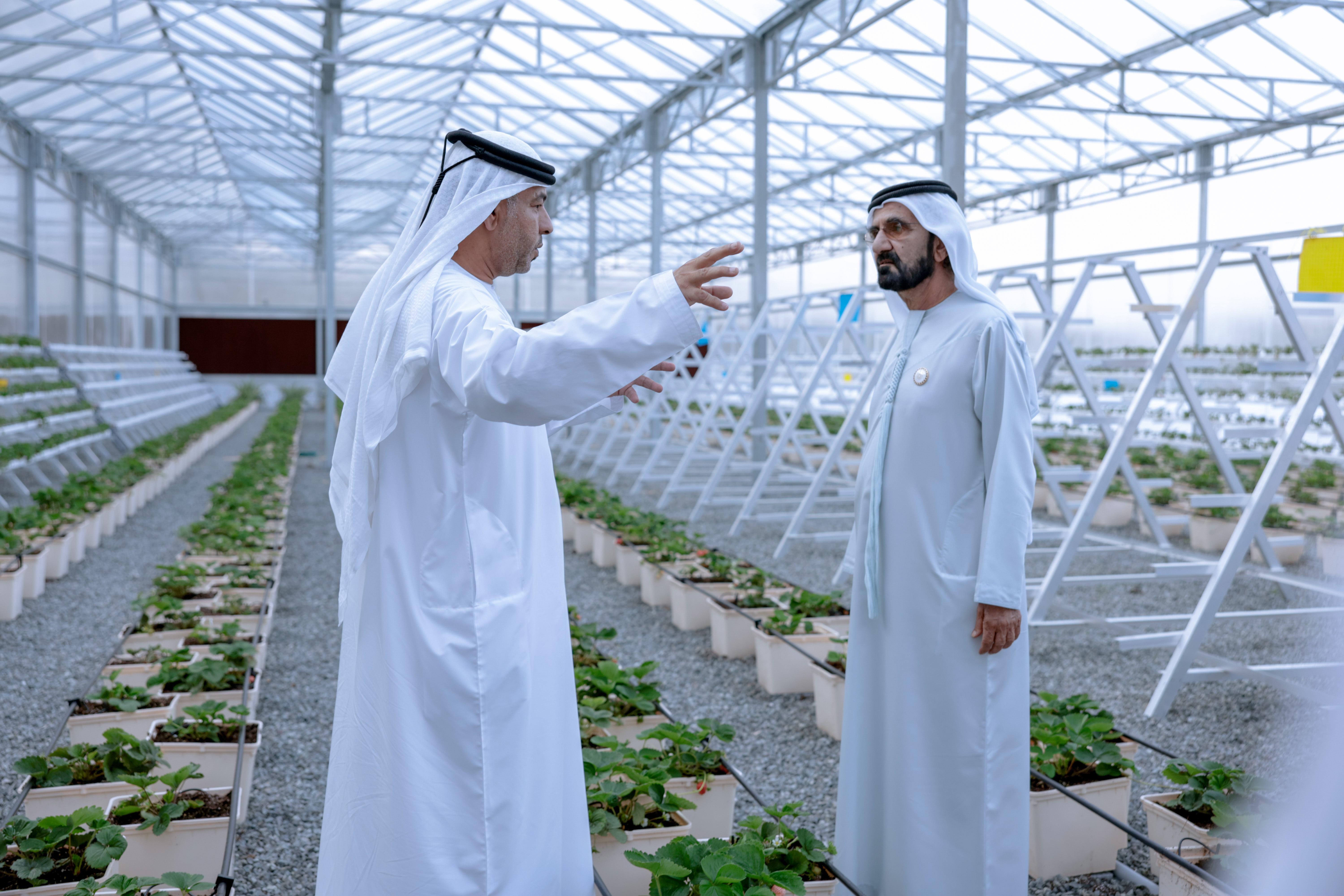 Mohammed bin Rashid visits strawberry farm in Hatta