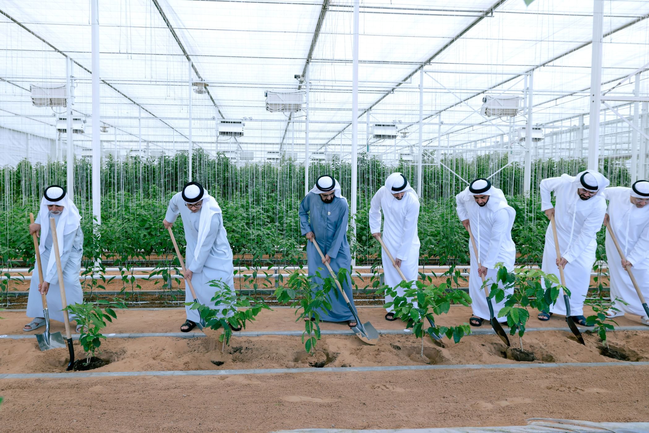 Mohammed bin Rashid chairs UAE Cabinet meeting in Al Marmoom, launches 'Plant the Emirates' programme