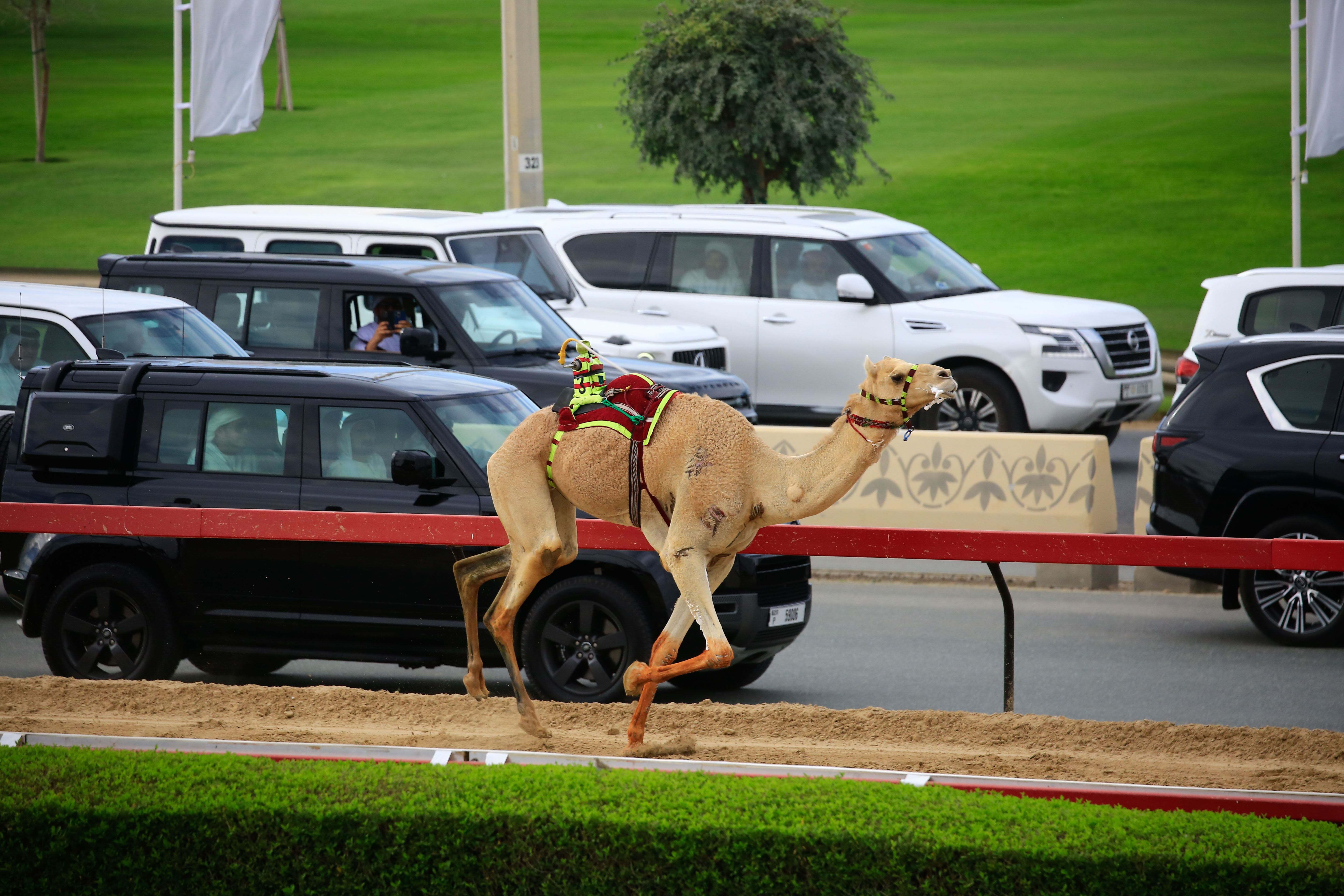 Mohammed bin Rashid attends final day of Al Marmoom Heritage Festival for Camel Racing